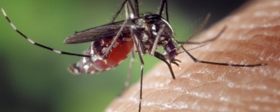 The Odyssean Malaria Threat in Southern Africa